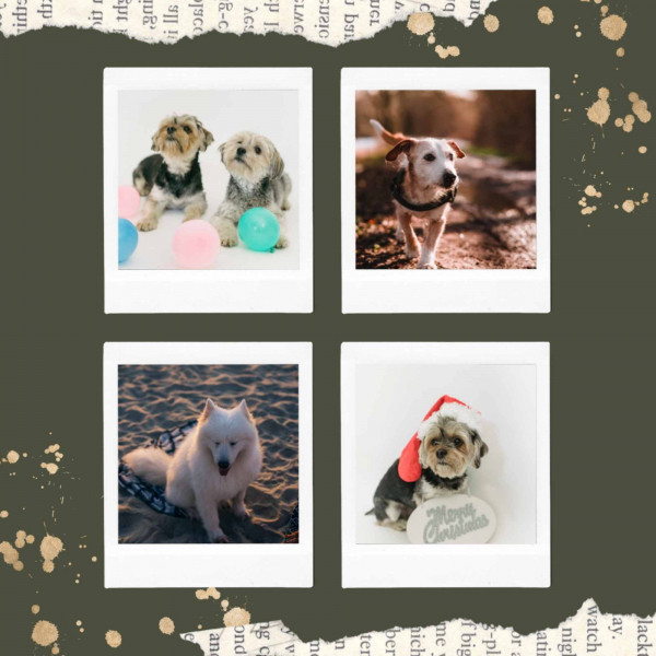 Quartet Jazz - Background for Baby and Dog cover art