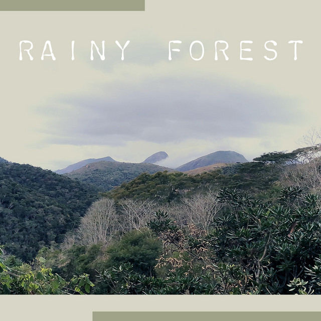 Rainy Forest