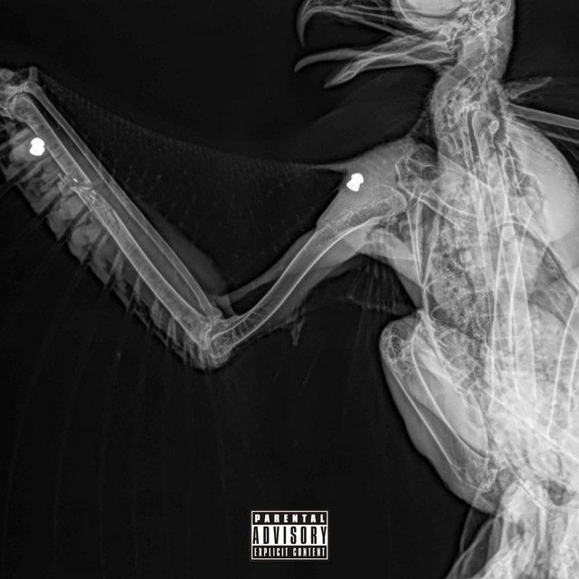 King Of The Seagulls cover art