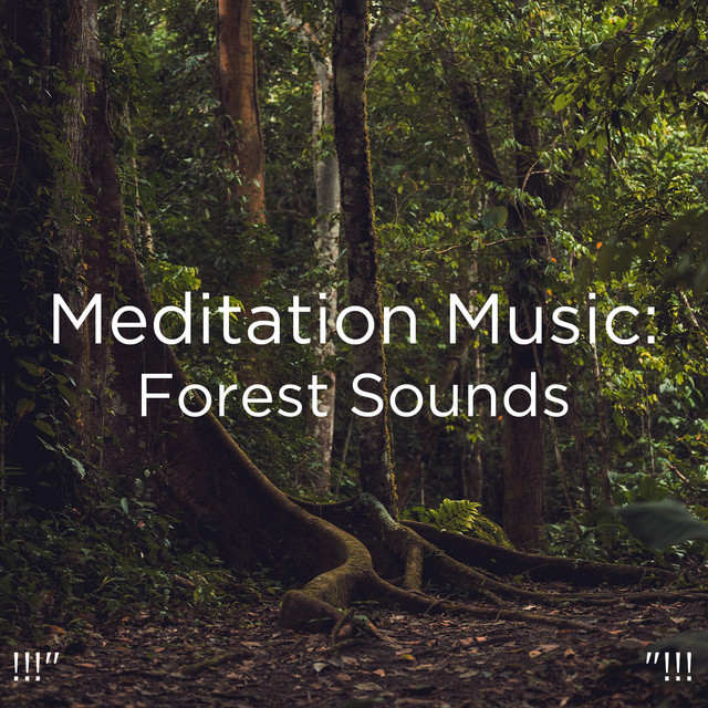 !!!" Meditation Music: Forest Sounds "!!! cover art