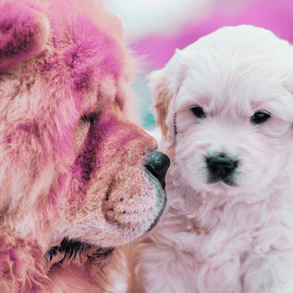 Elegant Backdrop for Silky Puppy cover art