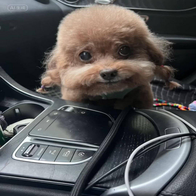 Chinese Rapping Dog