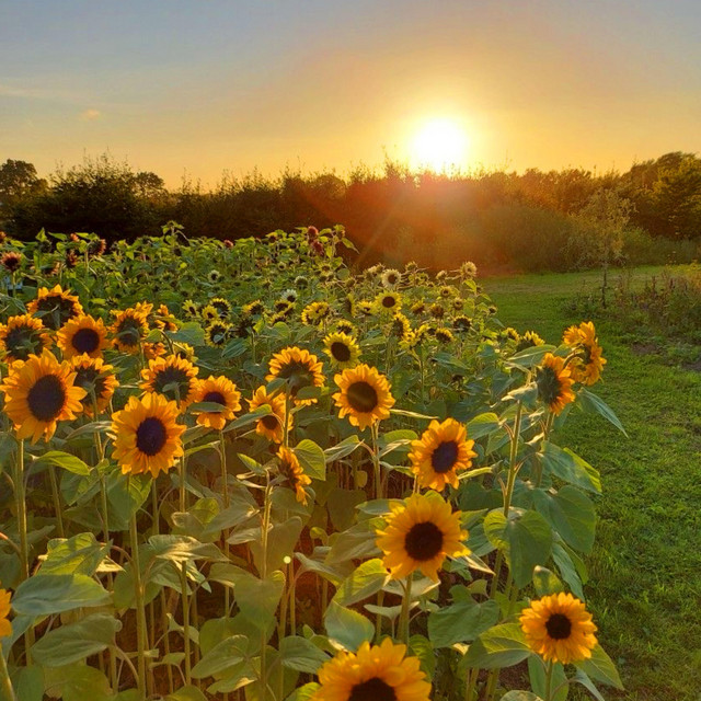 Sunflowers! cover art