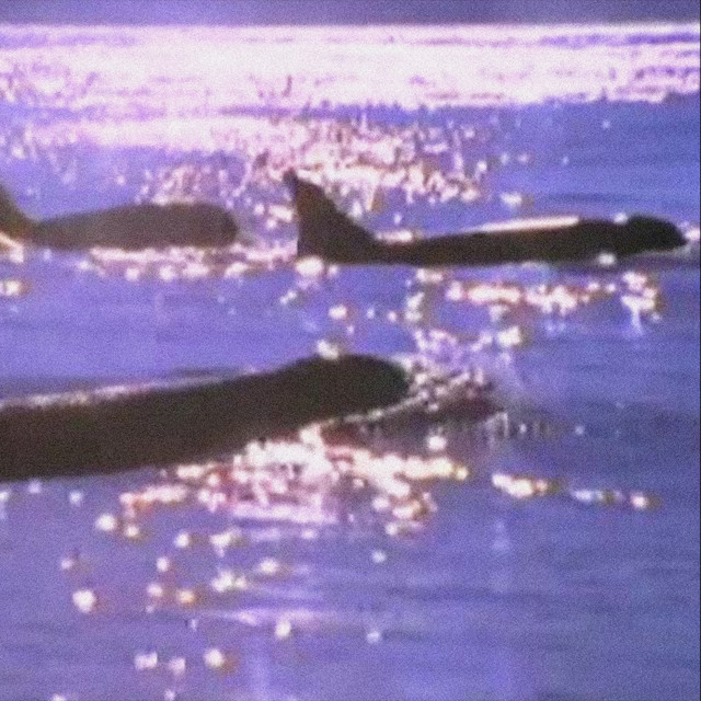 dolphins in the rain