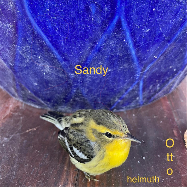 Sandy cover art