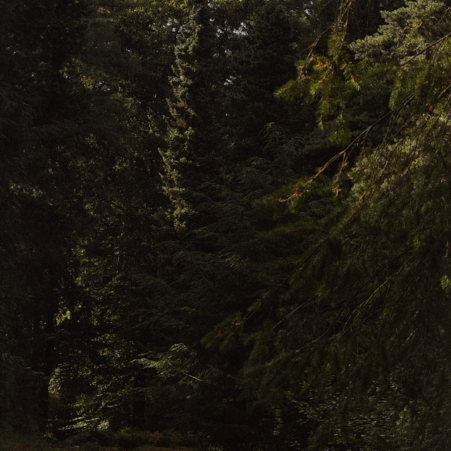 Through the pines