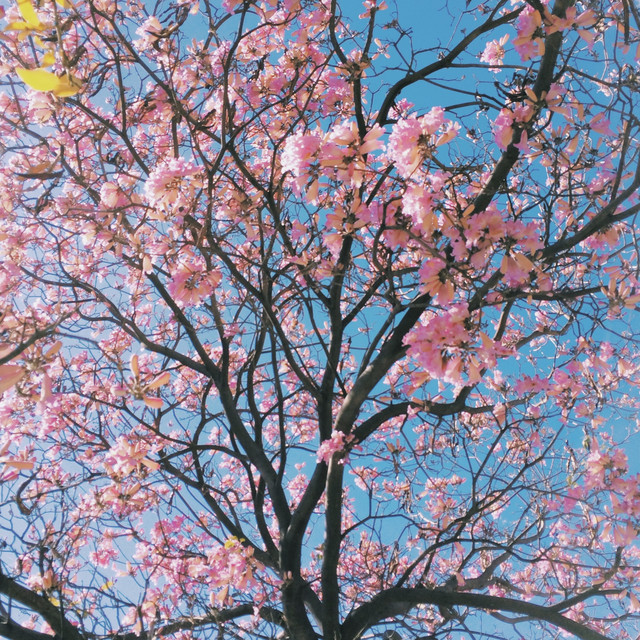 Bloom cover art
