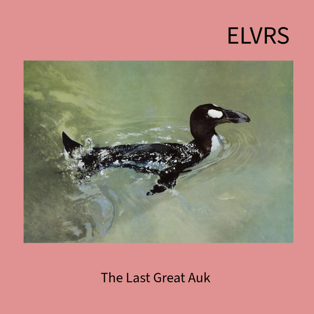 The Last Great Auk cover
