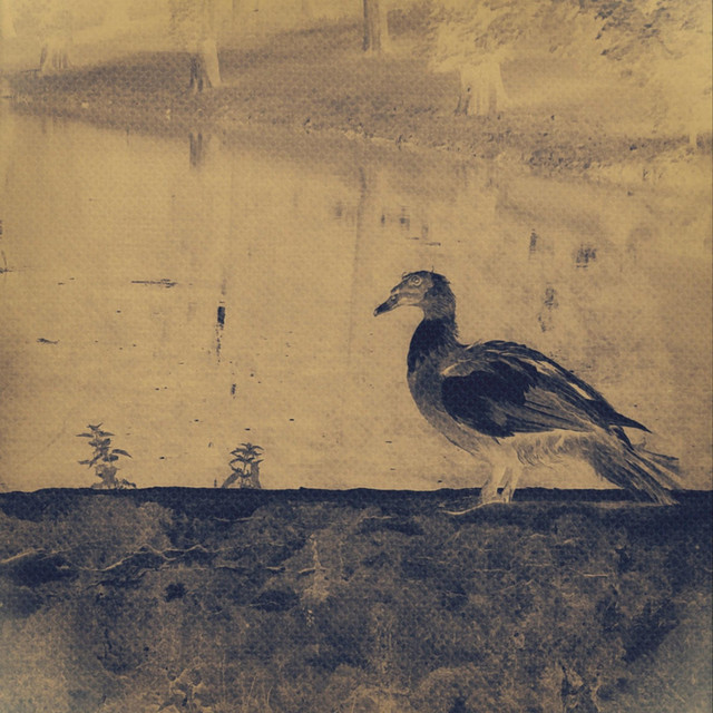 Bird Stone cover art