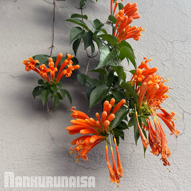 Nankurunaisa