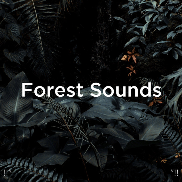 Forest Sounds "!! - Album by Nature Sounds Nature Music | Spotify