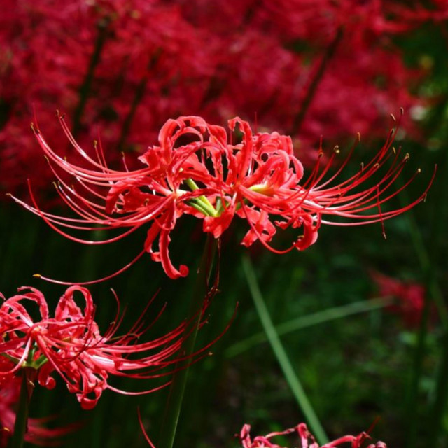 Hell Flower cover art