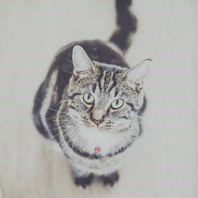 Cultured Piano and Bells - Bgm for Cat Bedtime cover art