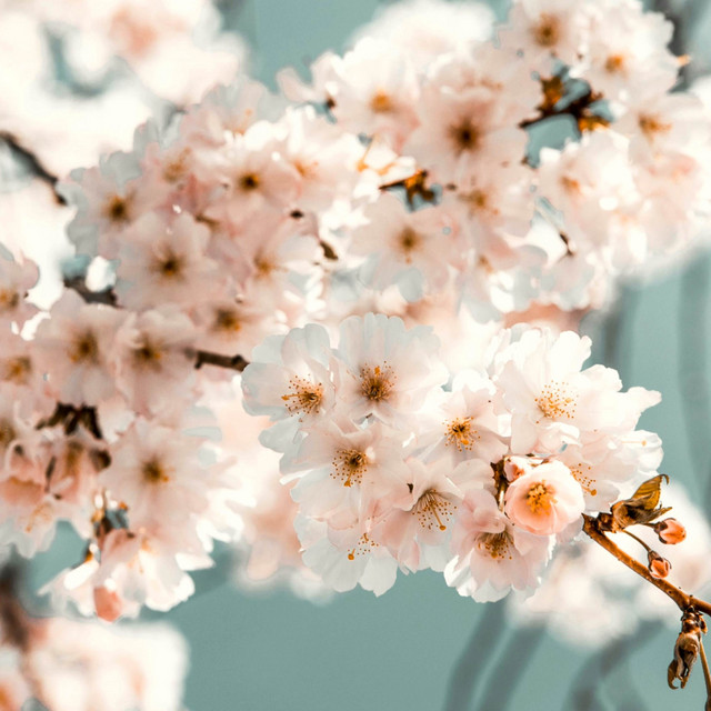 Blooming Trees - in the Forest