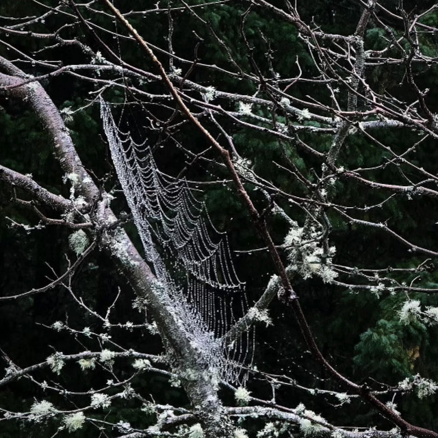 webs cover art