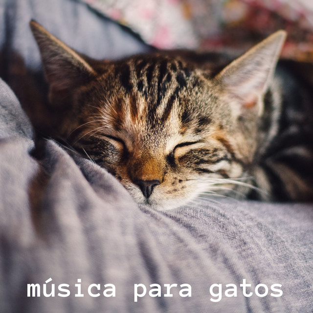 Alegre Musica para Gatos