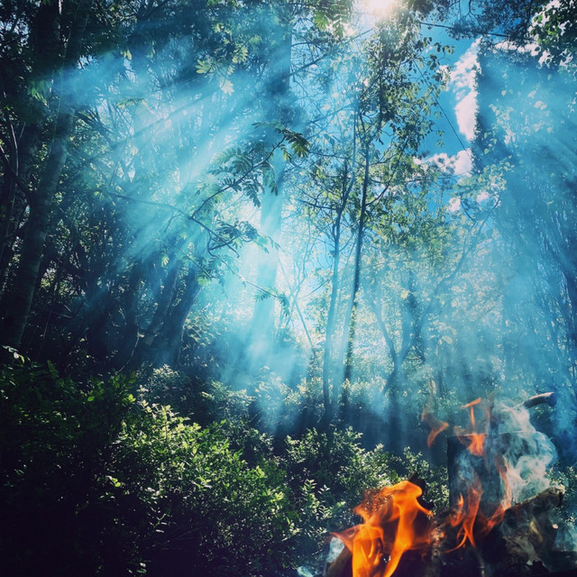 August Tree | Spotify