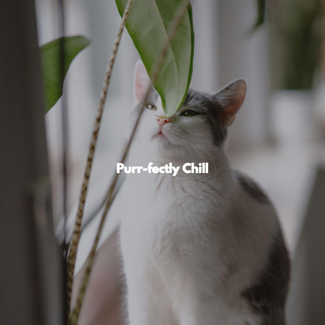 Purr-fectly Chill cover art