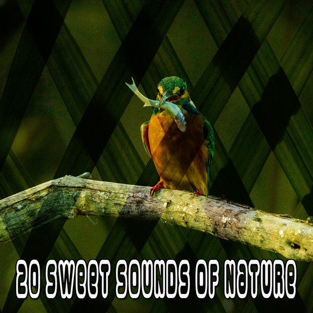 Sweet Sounds main image 1