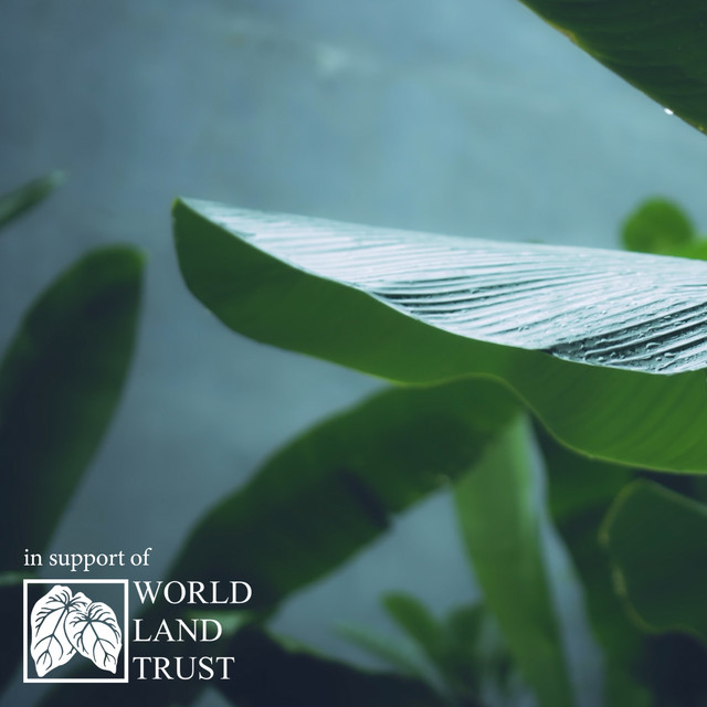 Lowland Rainforest cover art