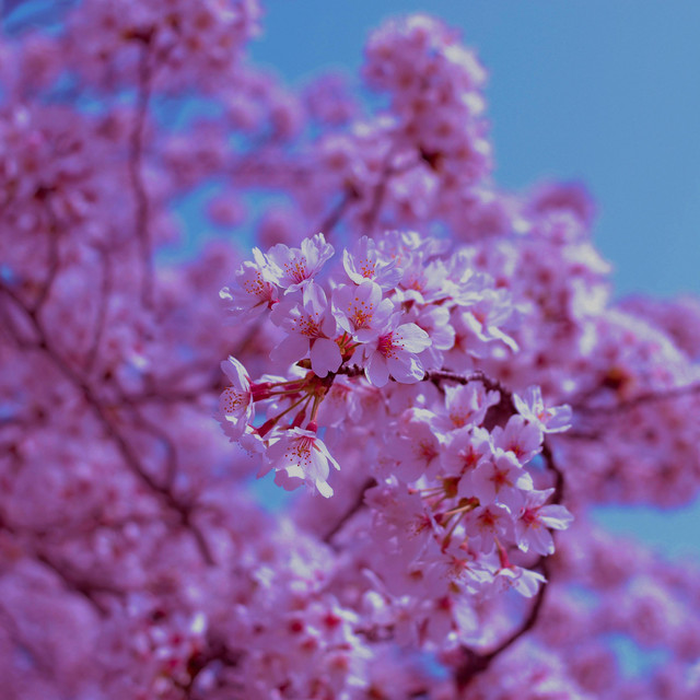 sakura. cover art