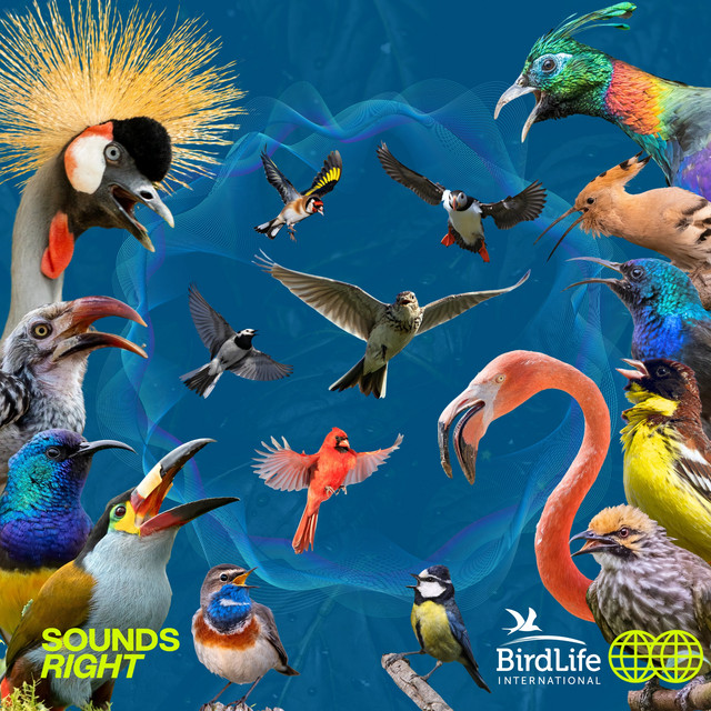 The Global Birdsong album image