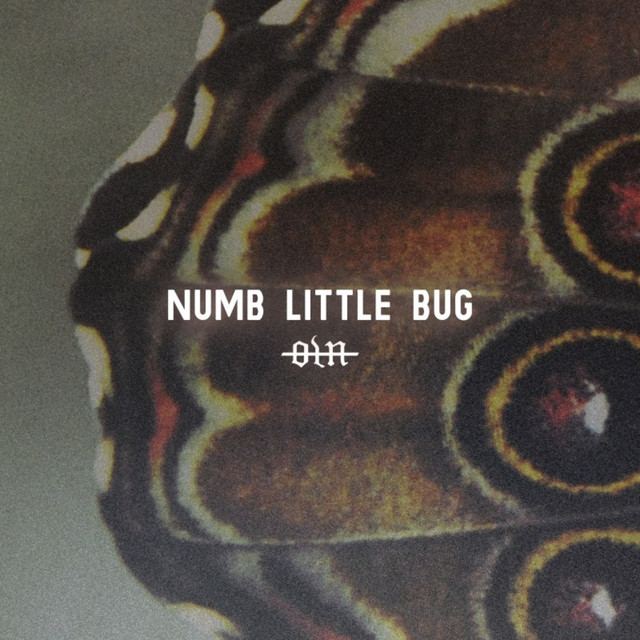 Numb Little Bug cover art