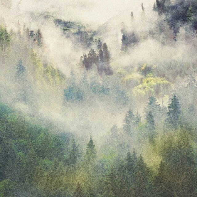Night Forest