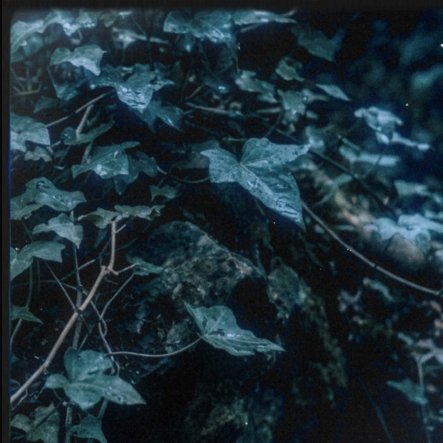 Ivy (Blue Version) album image