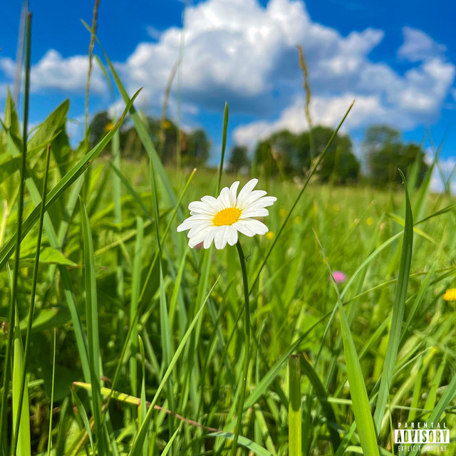 daisies cover art