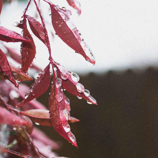 Autumn's Shallow Rain