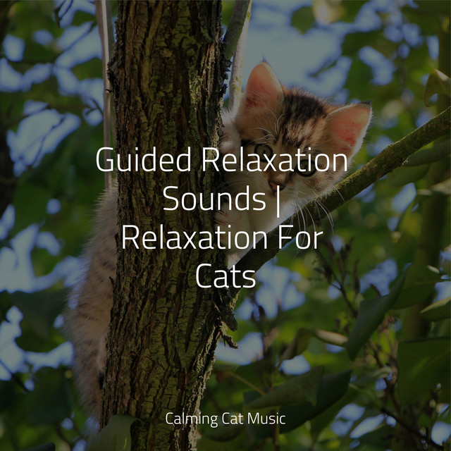 Guided Relaxation Sounds | Relaxation For Cats - Album by Music for ...