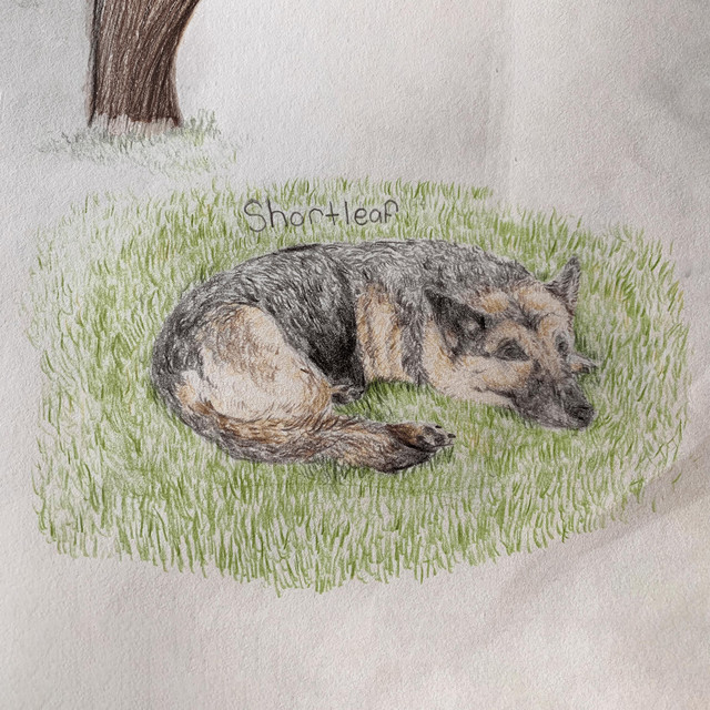 Shortleaf cover art