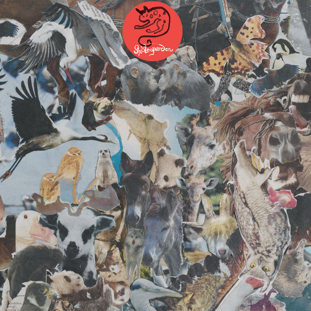 Snöleoparden cover art