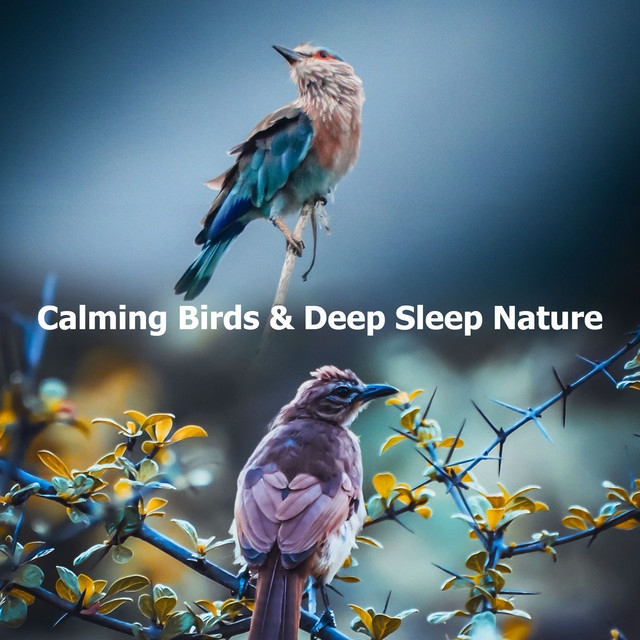 Calming Birds & Deep Sleep Nature - Album by Calm Bird Sounds | Spotify
