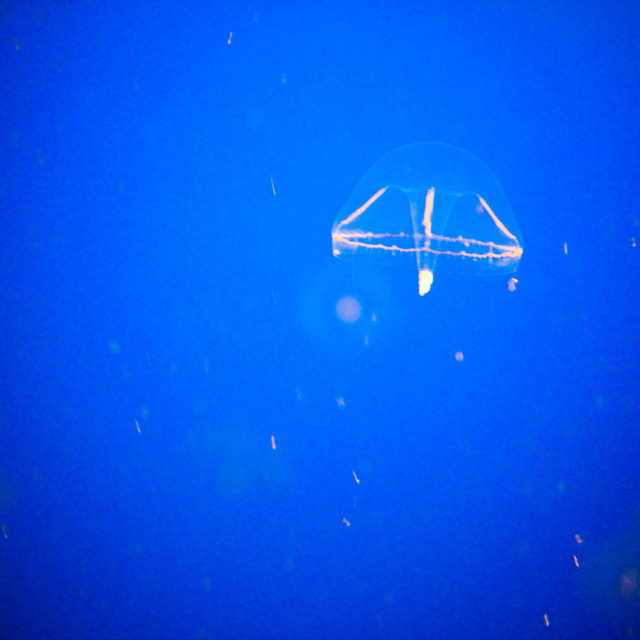 Vapor (single)