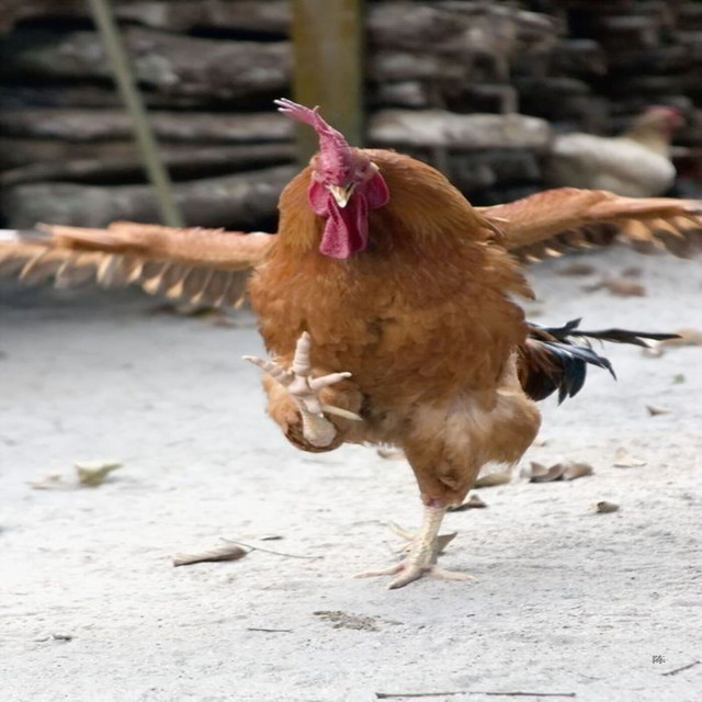 KULIDEREEP