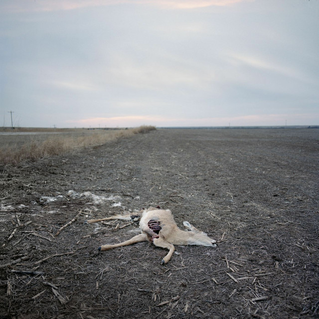 Lost Image cover