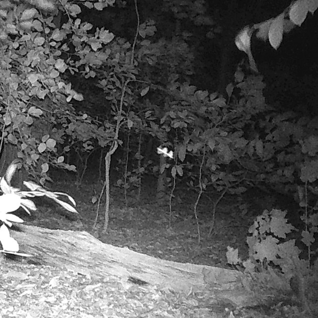 ozark nightstalker 2007