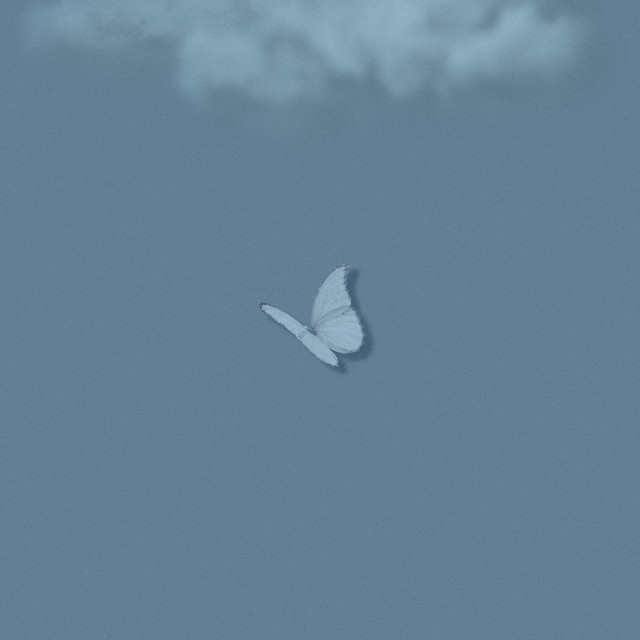 butterflies cover art