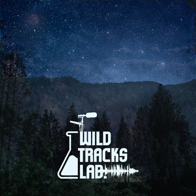 Cicadas, crickets and forest sounds at nigth cover art