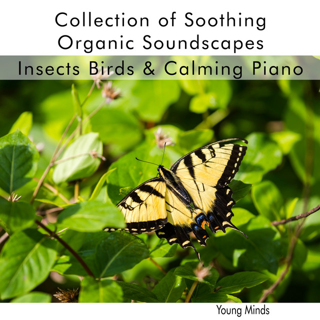 Collection of Soothing Organic Soundscapes Insects Birds & Calming ...