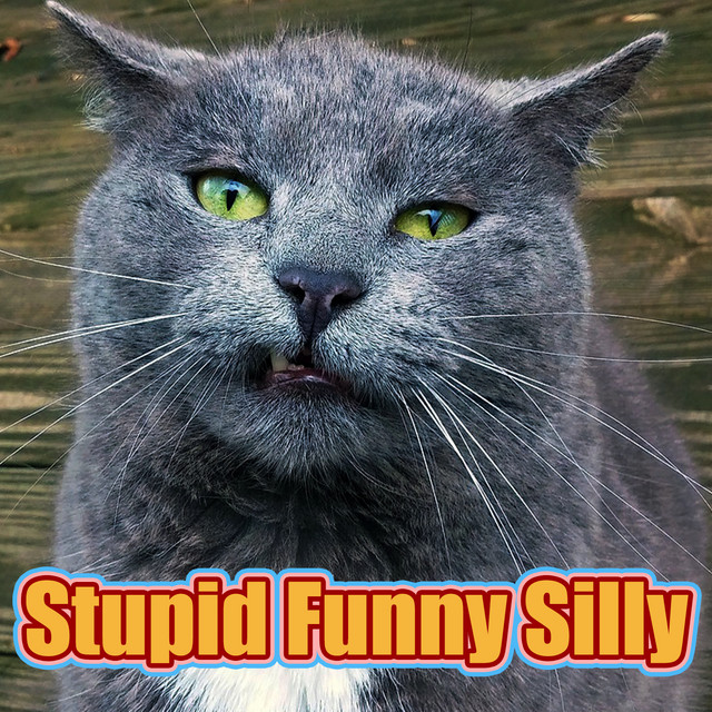 Stupid Funny Silly