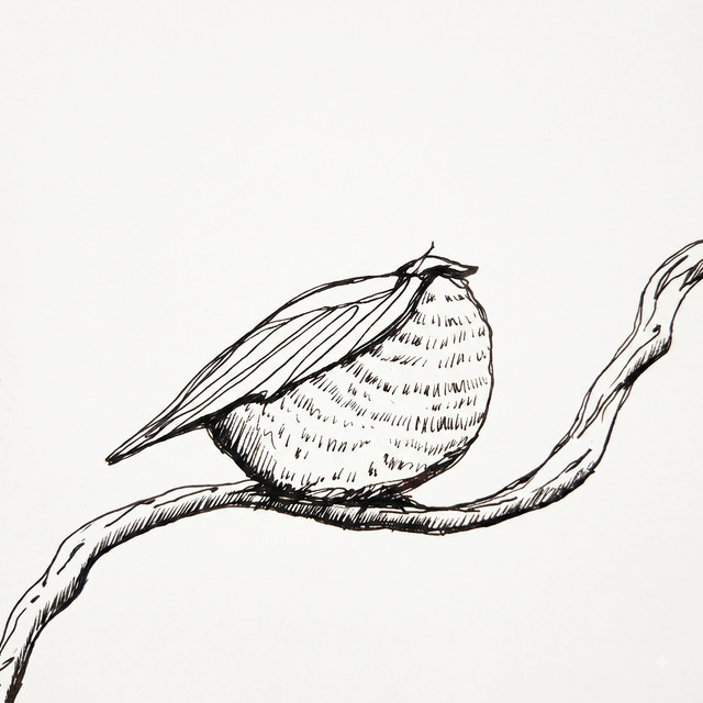 Gorrión cover