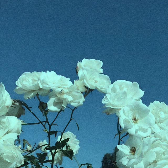 roses