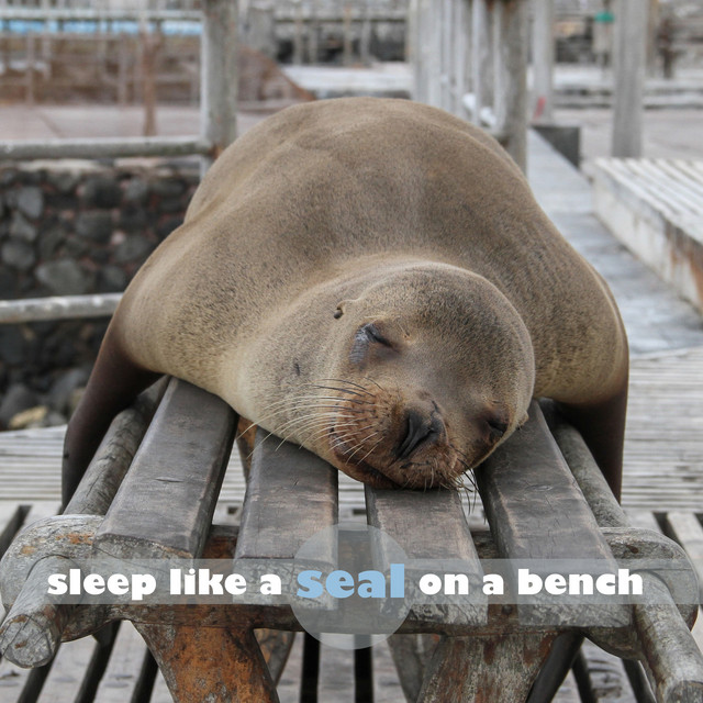 Sleep Like a Seal on a Bench cover art