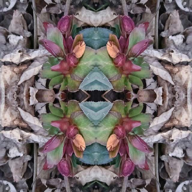 Embody Incarnate album image