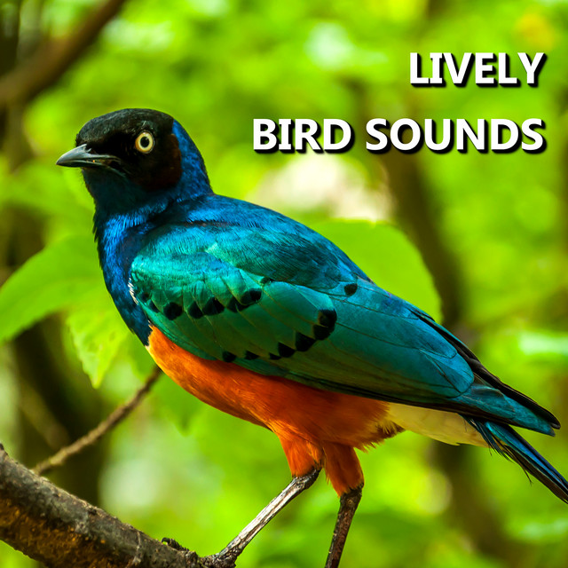 Lively Bird Sounds cover art
