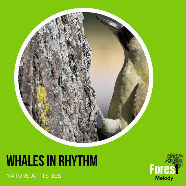 Whales In Rhythm - Nature at its Best - Compilation by Various Artists ...