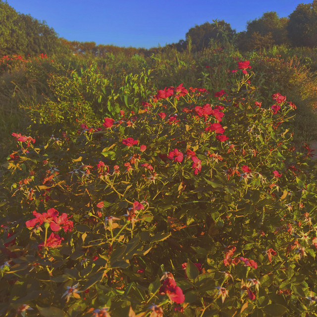 bloom cover art